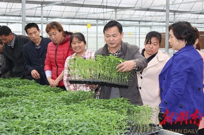 播种初心,下自成蹊--岳阳市科技特派员、高级农艺师陈绍祥的土地情缘